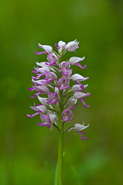 identificazione orchis