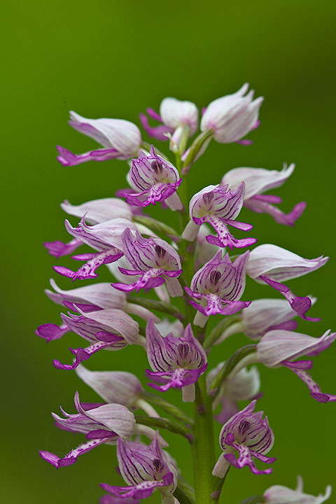 identificazione orchis