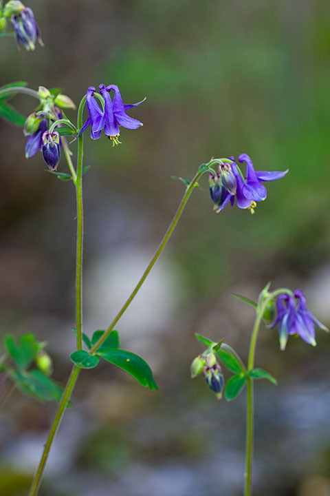 Aquilegia vulgaris