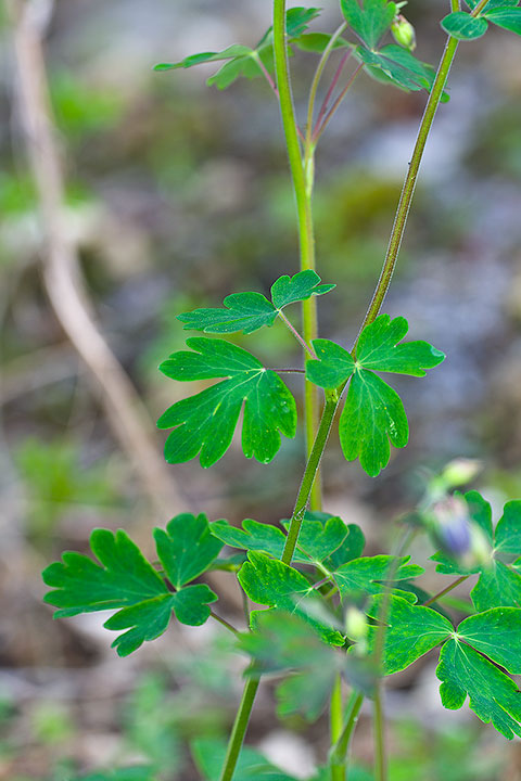 Aquilegia vulgaris