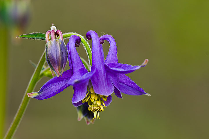 Aquilegia vulgaris