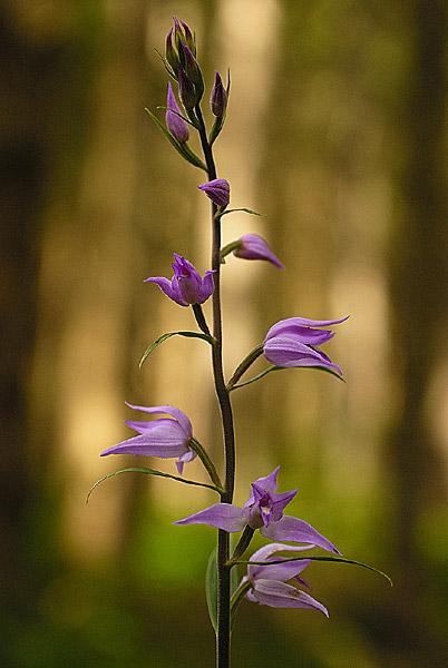 alcune orchidee Valle Di Non