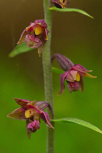 alcune orchidee Valle Di Non