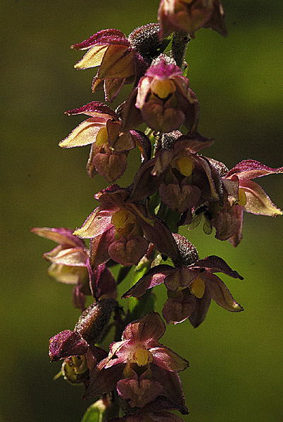 alcune orchidee Valle Di Non