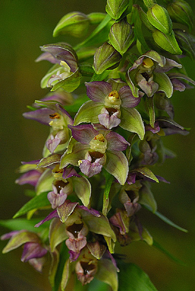 alcune orchidee Valle Di Non