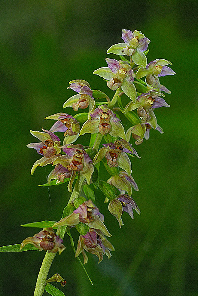 alcune orchidee Valle Di Non