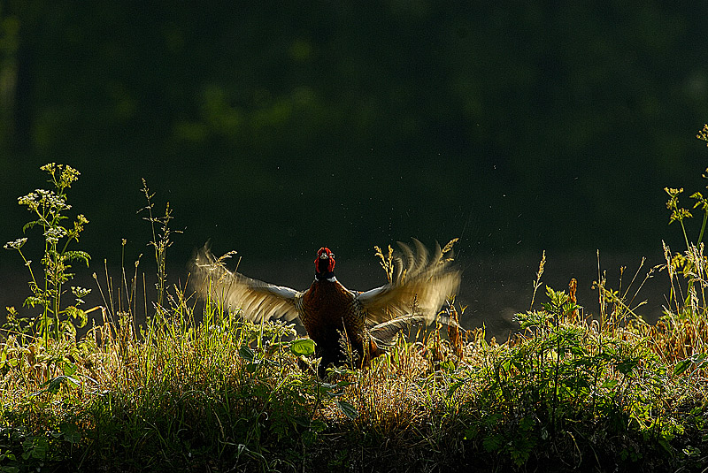 Parco Ticino