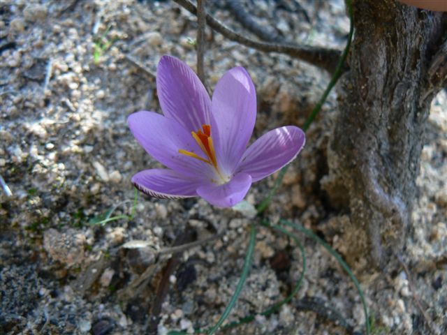 Crocus minimus / Zafferano minore