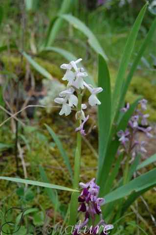 orchis longicornu