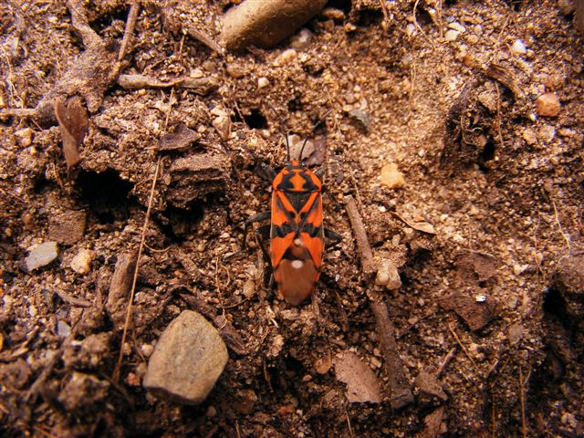 Lygaeidae del cagliaritano: Spilostethus pandurus