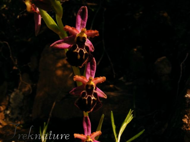 Ophrys da determinare 1