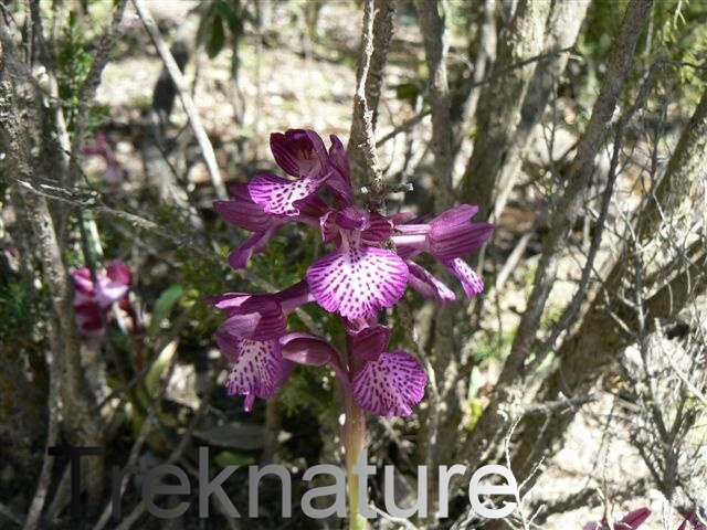 Orchis ibrido