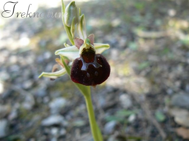 Ophrys da riconoscere