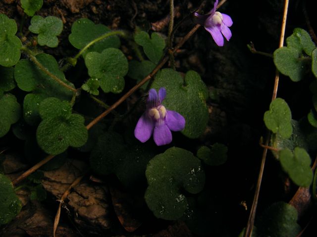 Cymbalaria aequitriloba / cimbolino trilobo