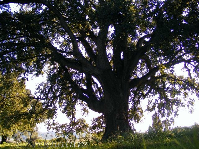 Quercus suber secolare