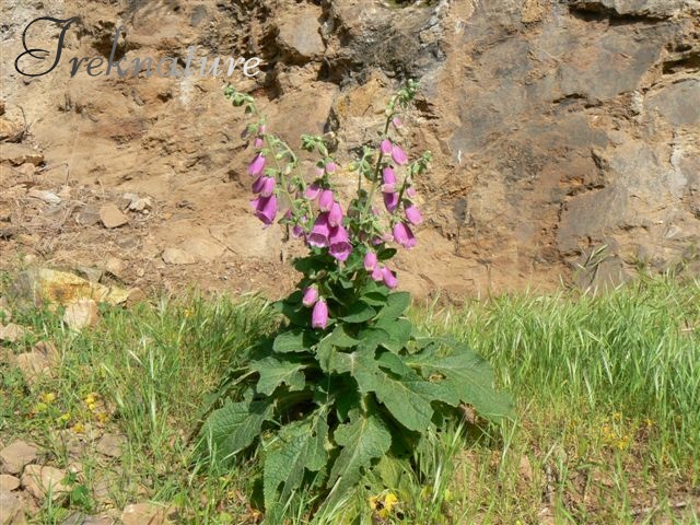 Digitalis purpurea / Digitale rossa