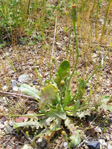 Hypochaeris radicata / Costolina giuncolina