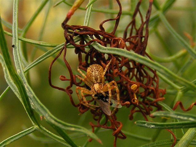 Philodromus sp.