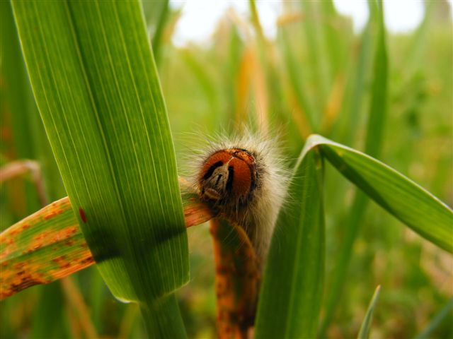 bruco da riconoscere - Lasiocampa (Pachygastria) trifolii