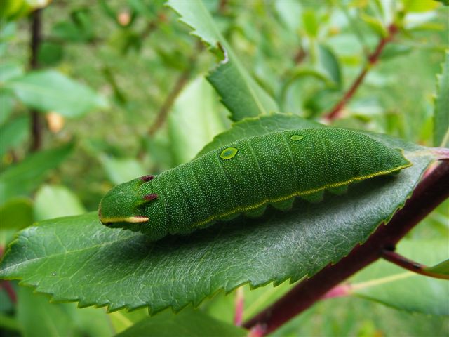 bruco verde da identificare - Charaxes jasius