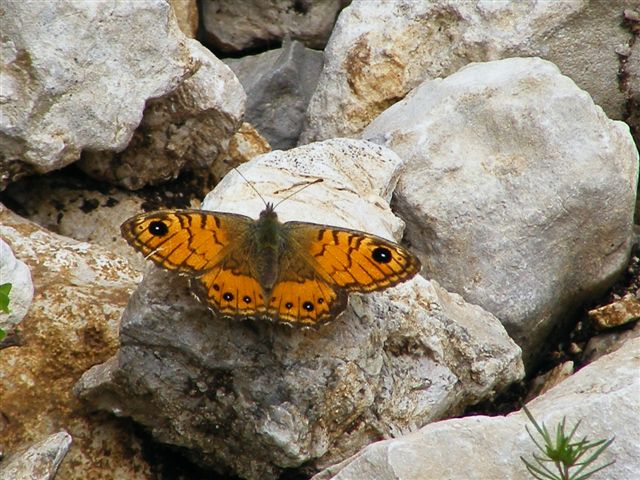 lasiommata si ma di quale specie si tratta? - L. paramegera