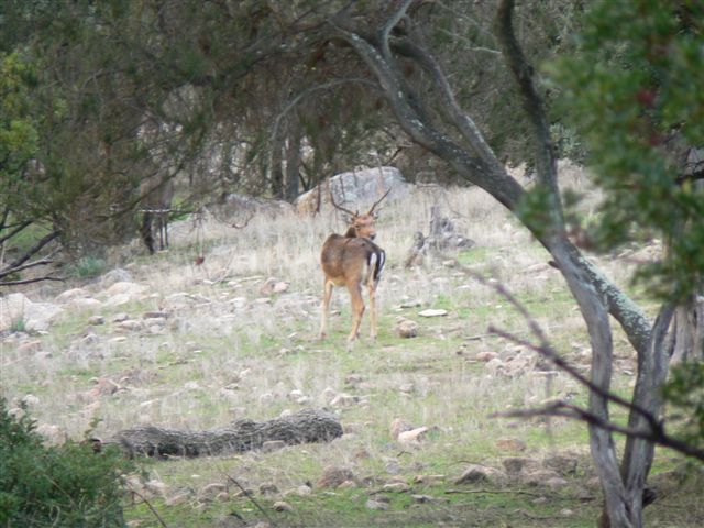 Il Daino in Sardegna