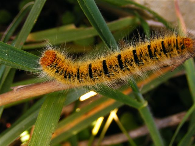 bruco da riconoscere - Lasiocampa (Pachygastria) trifolii