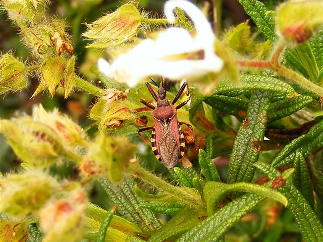 Reduviidae: Rhynocoris erythropus di Sardegna