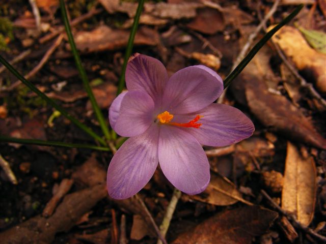 Crocus minimus / Zafferano minore