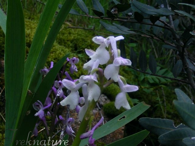 orchis longicornu