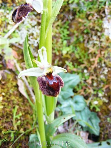 Ophrys da determinare 2