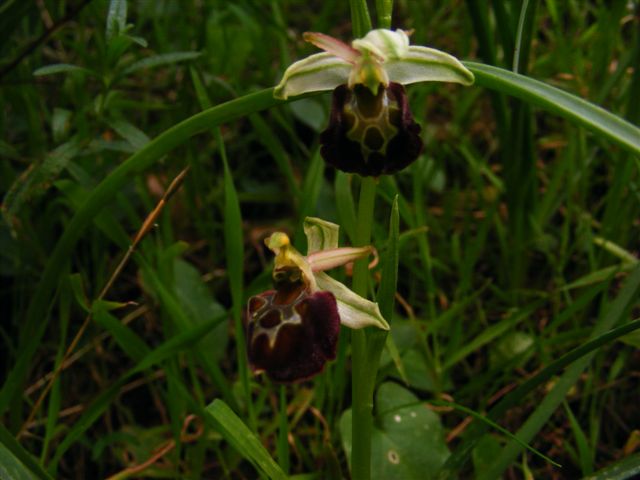 ophrys morisii?