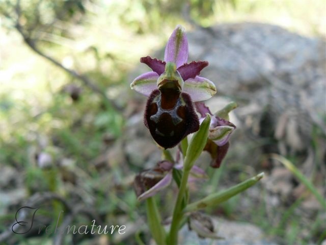 Ophrys da riconoscere