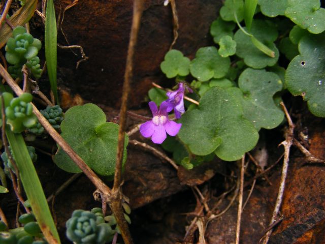 Cymbalaria aequitriloba / cimbolino trilobo