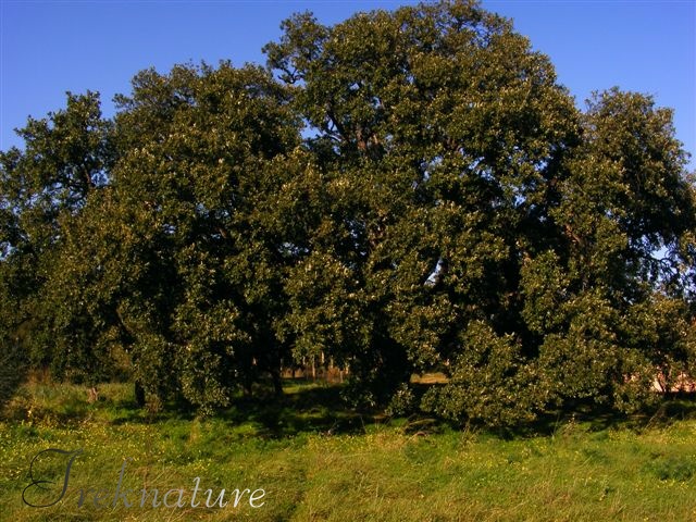 Quercus suber secolare