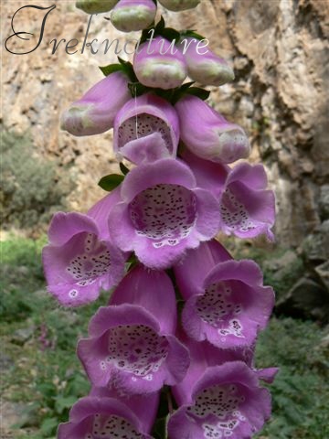 Digitalis purpurea / Digitale rossa