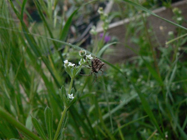 Gibbaranea bitubercolata