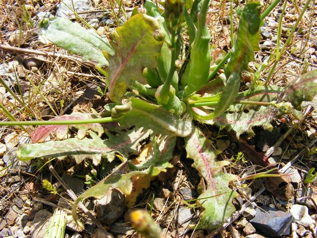 Hypochaeris radicata / Costolina giuncolina