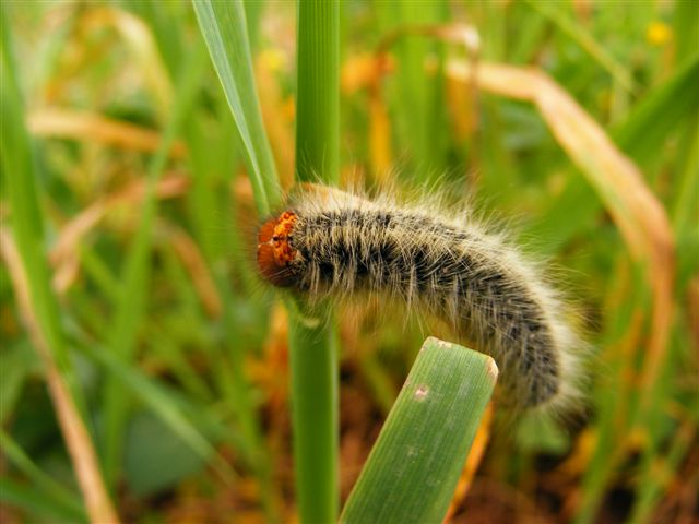 bruco da riconoscere - Lasiocampa (Pachygastria) trifolii