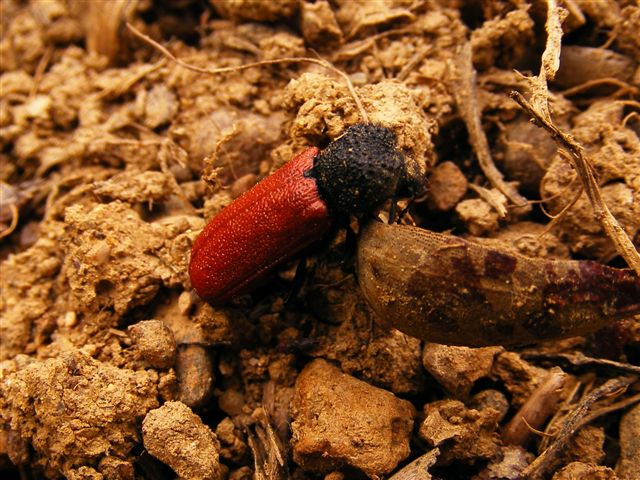 coleottero rosso e nero