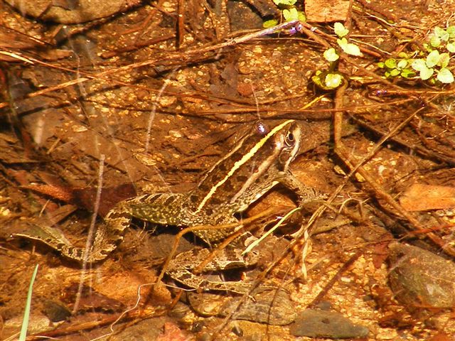 Rana esculenta? Pelophylax sp. alloctona (Sardegna merid.)