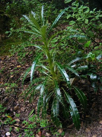 Ptilostemon casabonae / cardo di Casabona