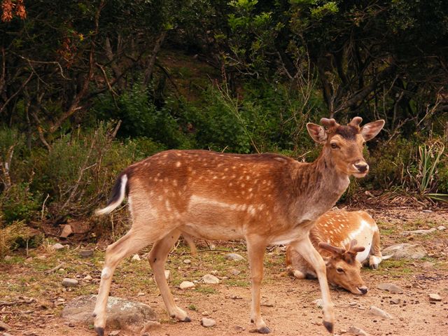 Il Daino in Sardegna