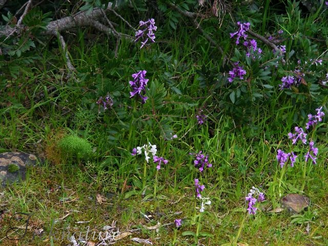 orchis longicornu