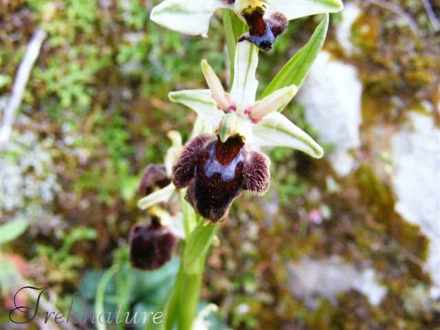 Ophrys da determinare 2