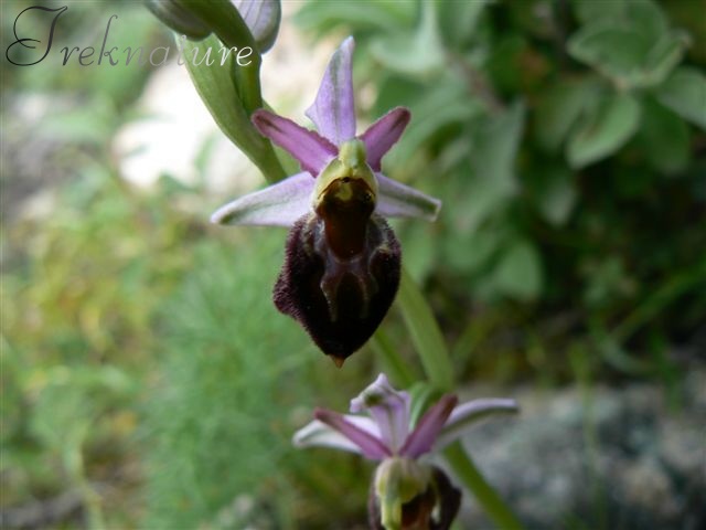 Ophrys da riconoscere