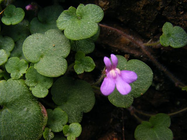 Cymbalaria aequitriloba / cimbolino trilobo