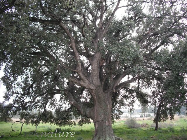 Quercus suber secolare