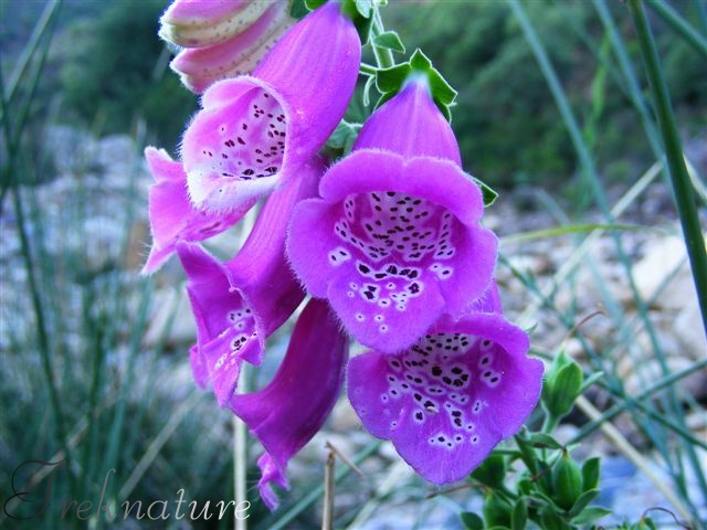 Digitalis purpurea / Digitale rossa