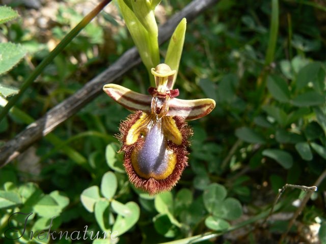 Ophrys vari nomi